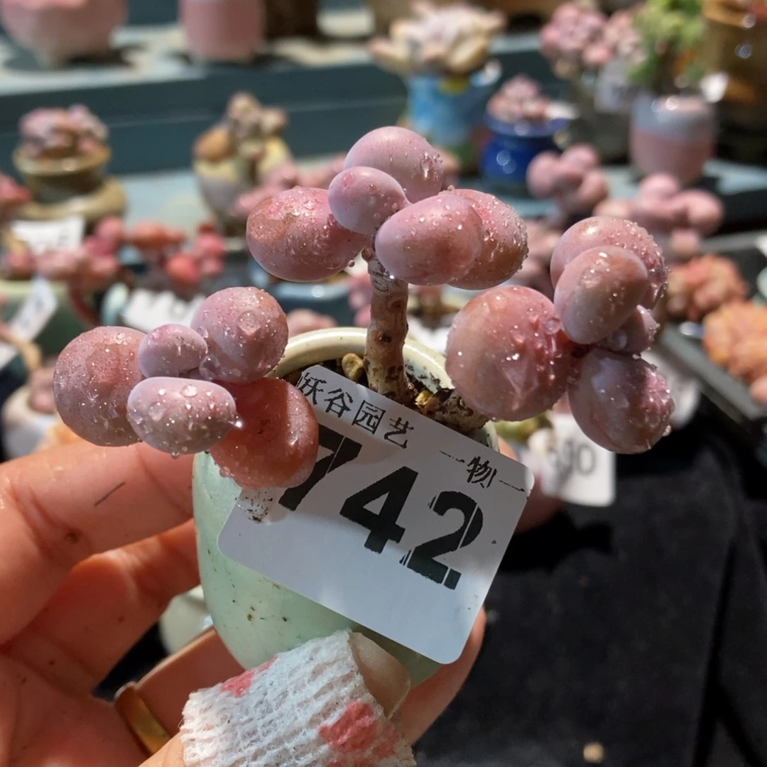 742糖果腰子蛋带盆土