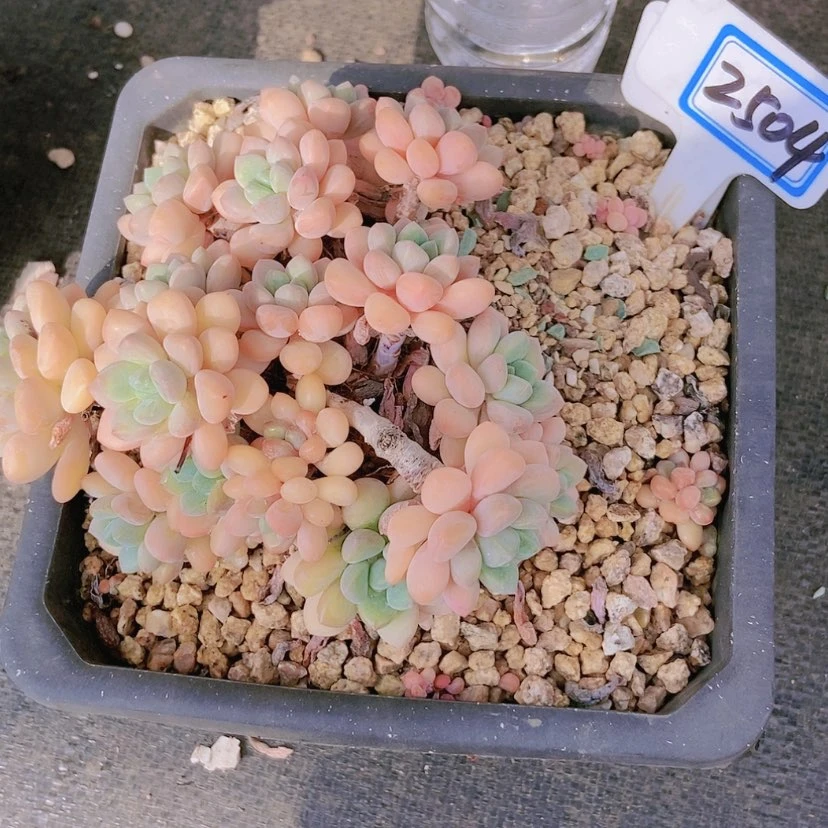 【闪购商品】~****2504