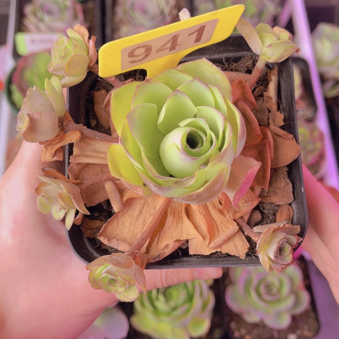 单品一物一拍941号