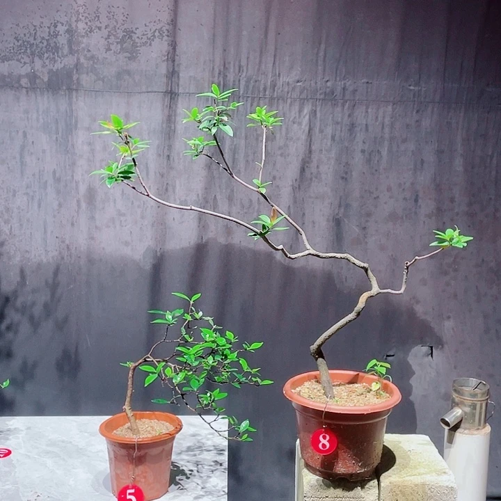 用***5无花朵春花栀子花各一棵