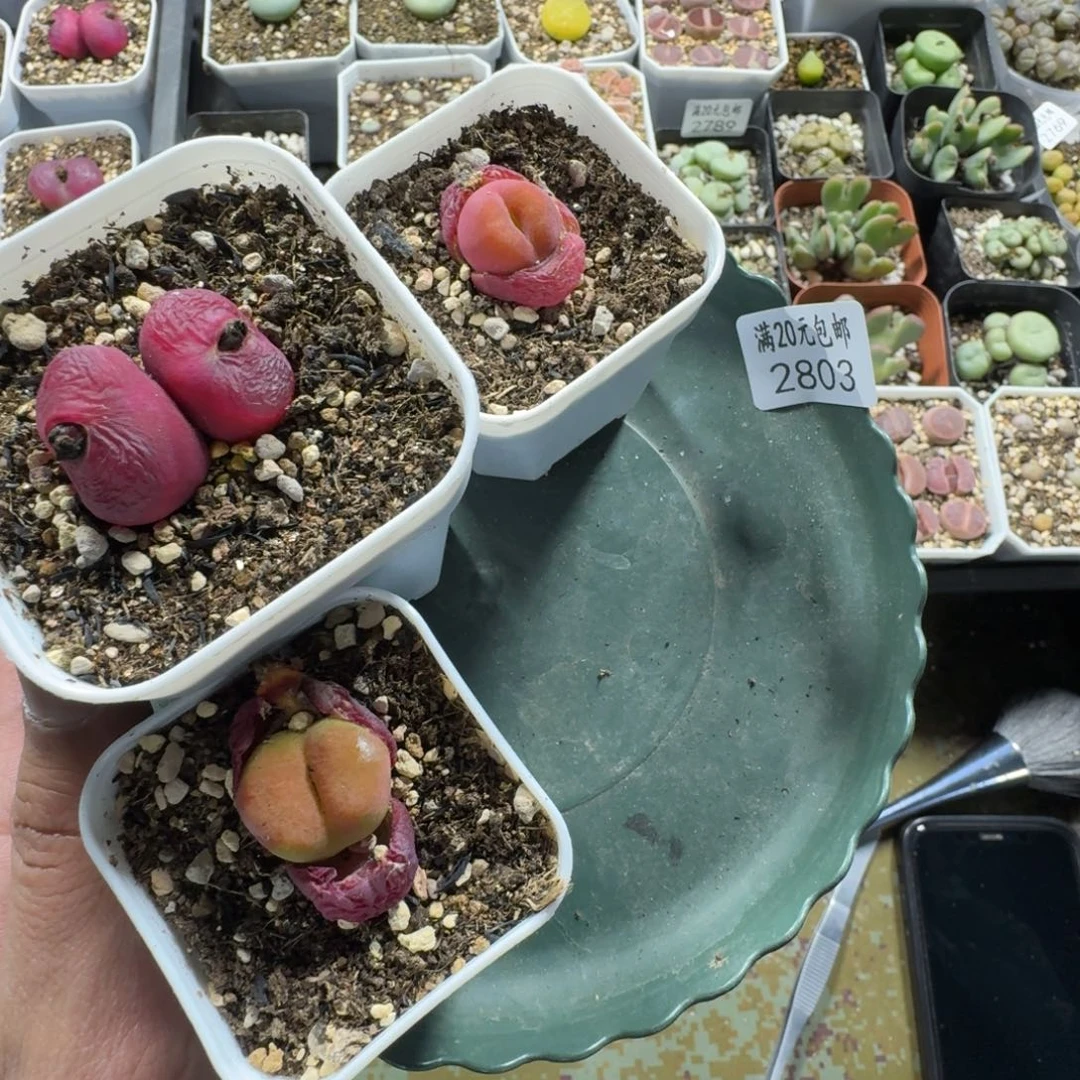 猪*虫2803。三颗毛毛好看