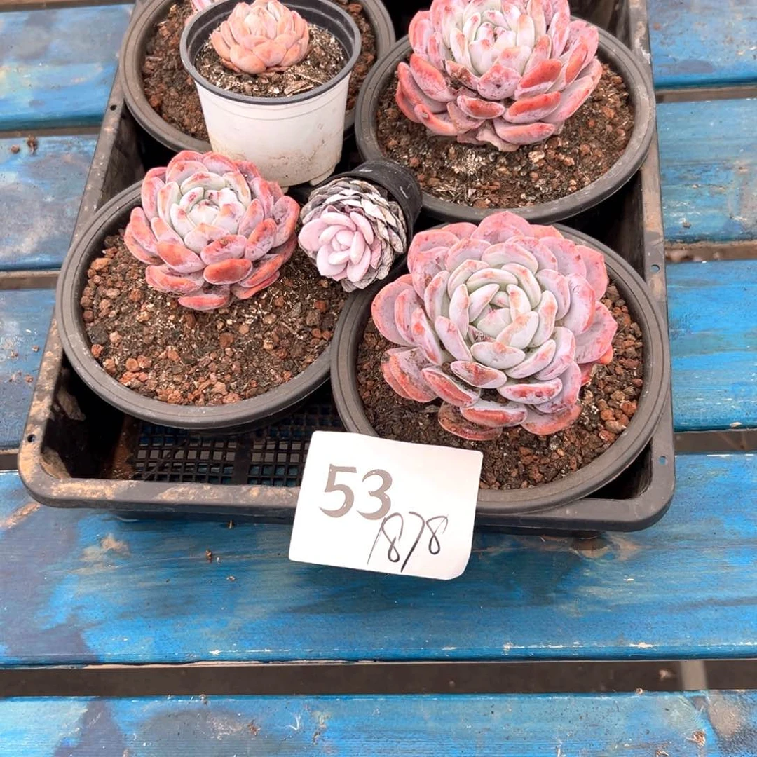 用****853-）实现昏昏沉沉