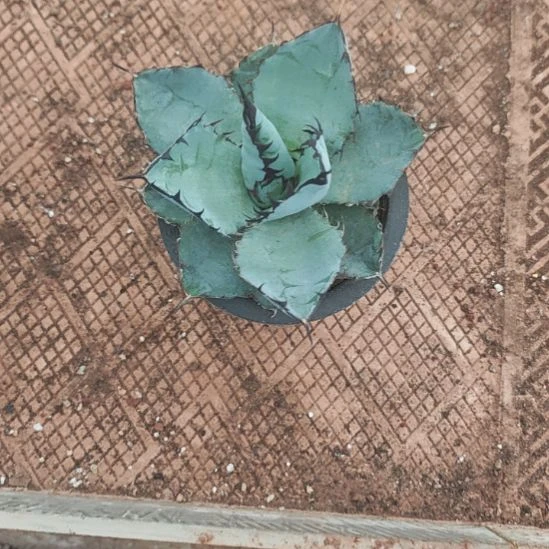 蓝肌精品龙舌兰小苗种子播种