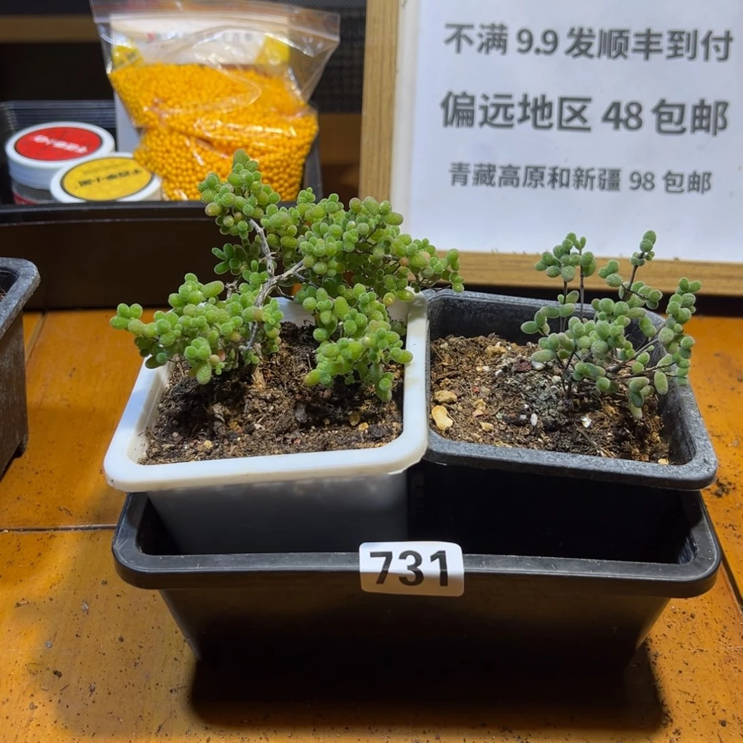 枝干番杏框拍福利731
