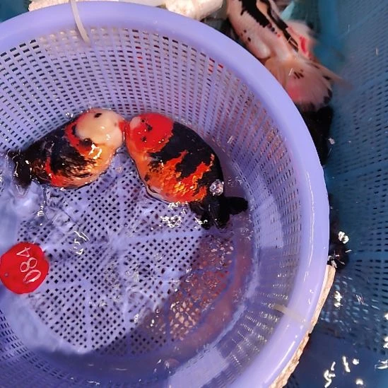 金鱼084兰寿两只特价顺丰包邮