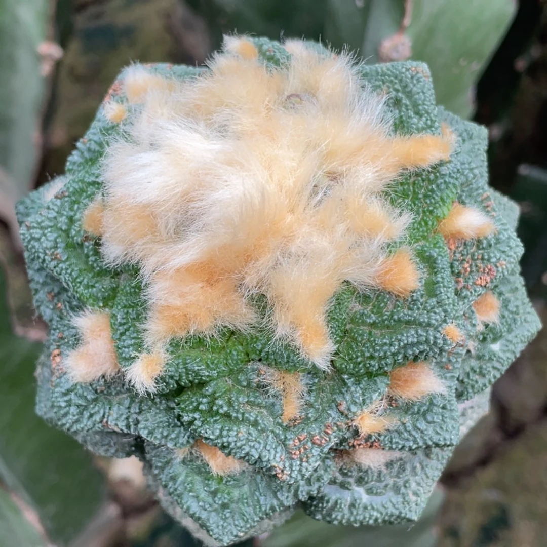 全部花朵宽犹细密犹 新顿哥斯拉牡丹2–3