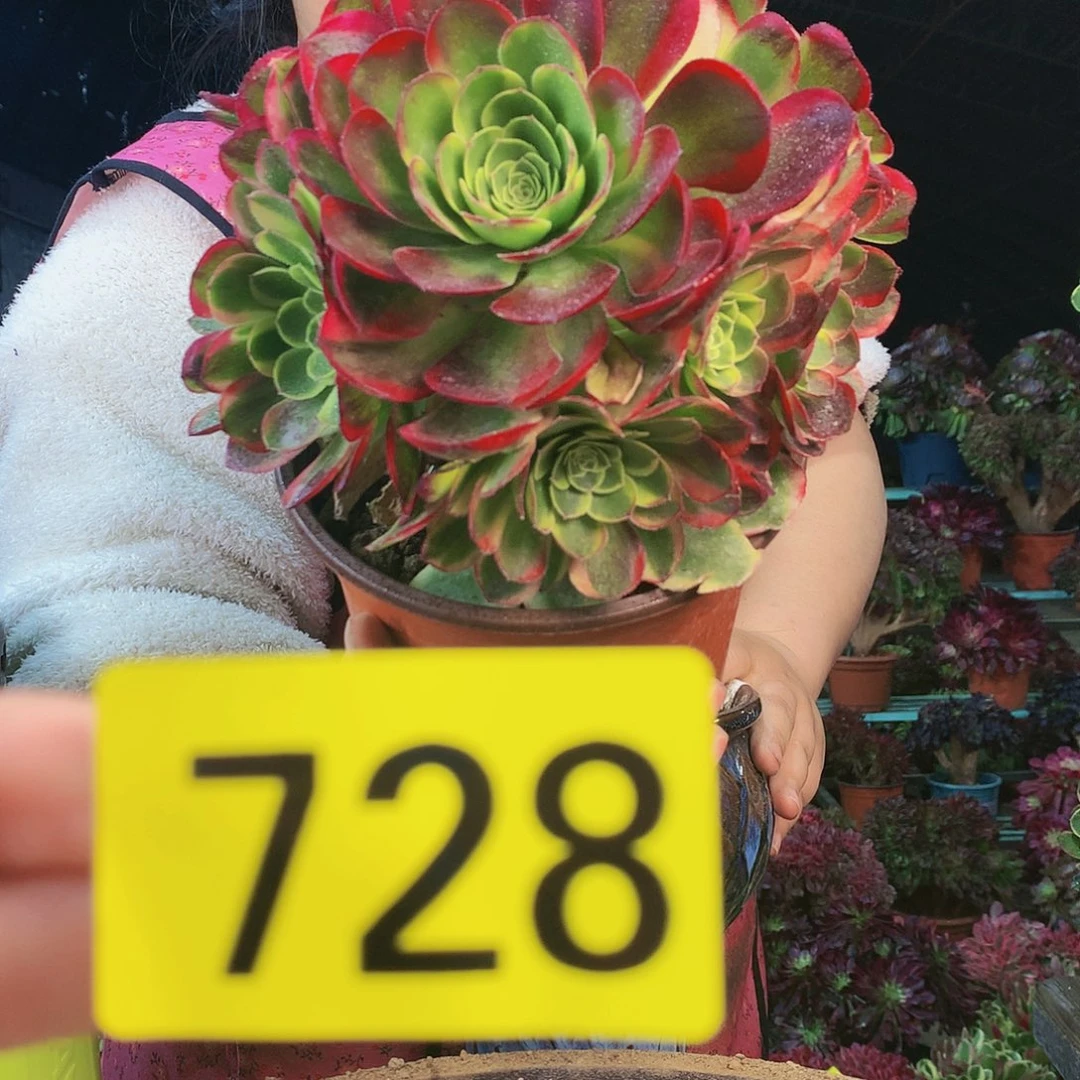 柒哥多肉不包断侧枝728