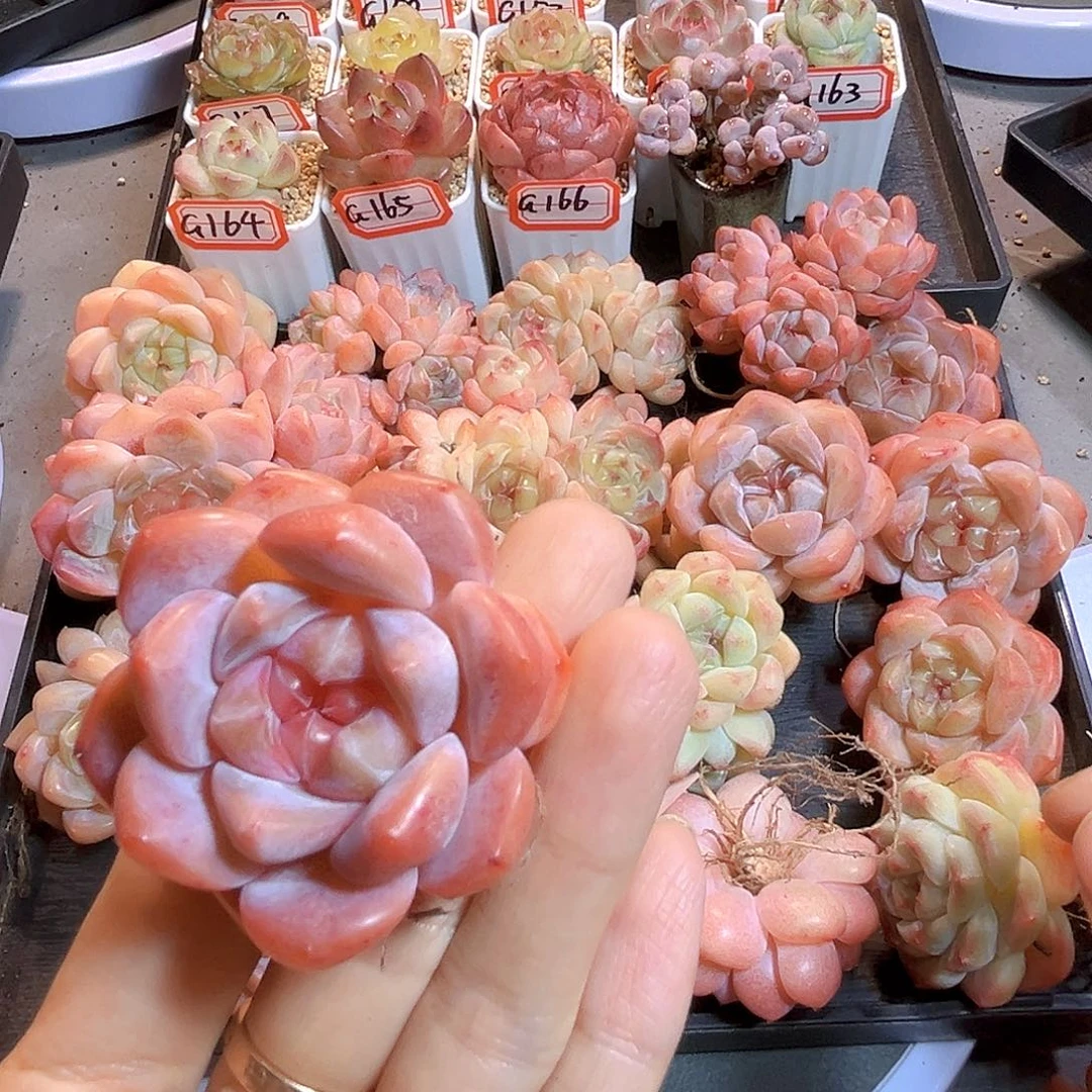 G182 珍妮妃一物一拍