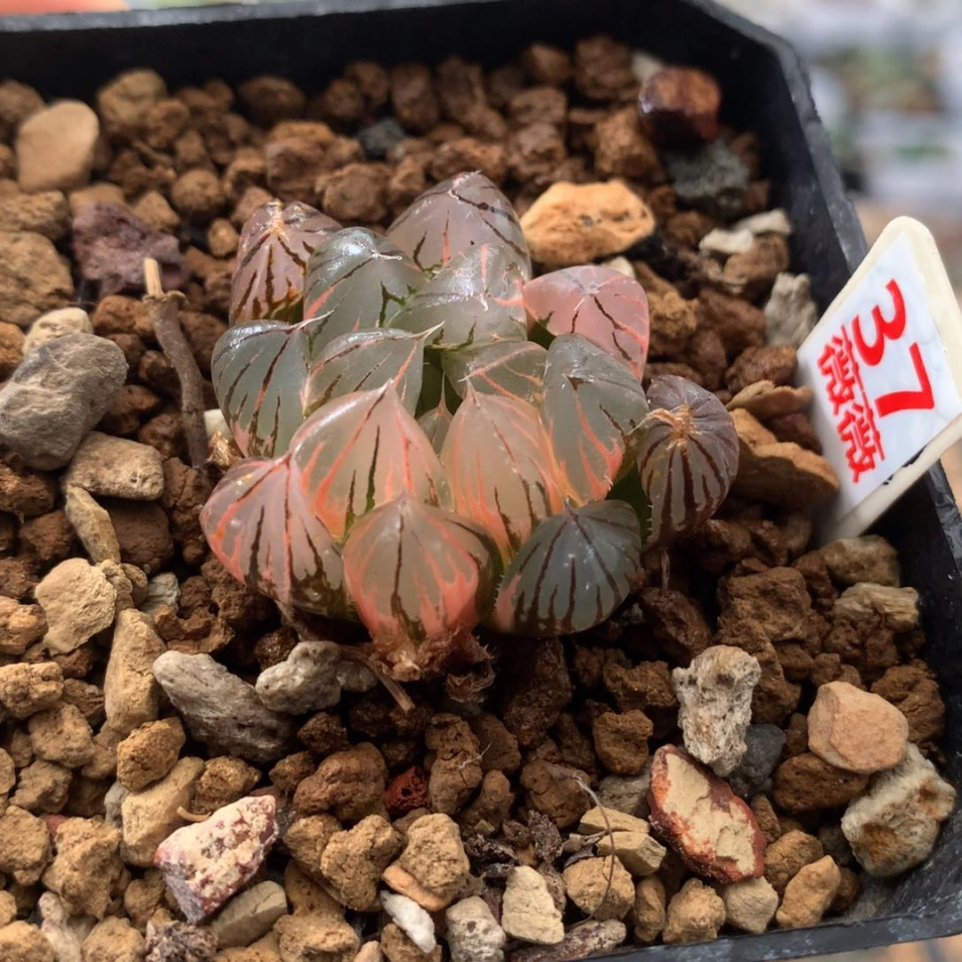 37霓虹灯玉露多肉