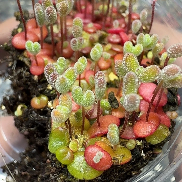 137 多肉植物多肉植物