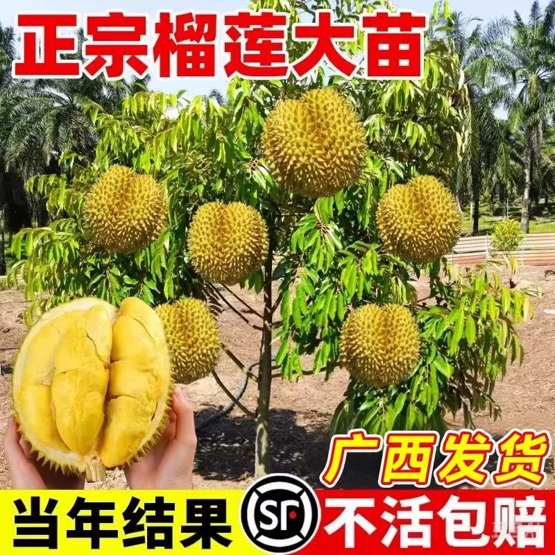 榴莲树果苗南北方种正宗云南嫁接猫山王矮化种植榴莲苗榴莲树苗