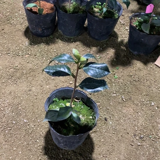 当前无花栽培后可以开花