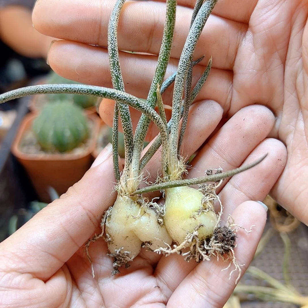 实生美杜莎肚子1.5公分2颗