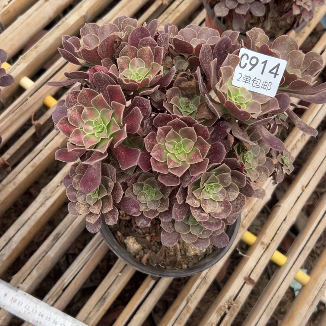 914多肉    花呐 不包断头
