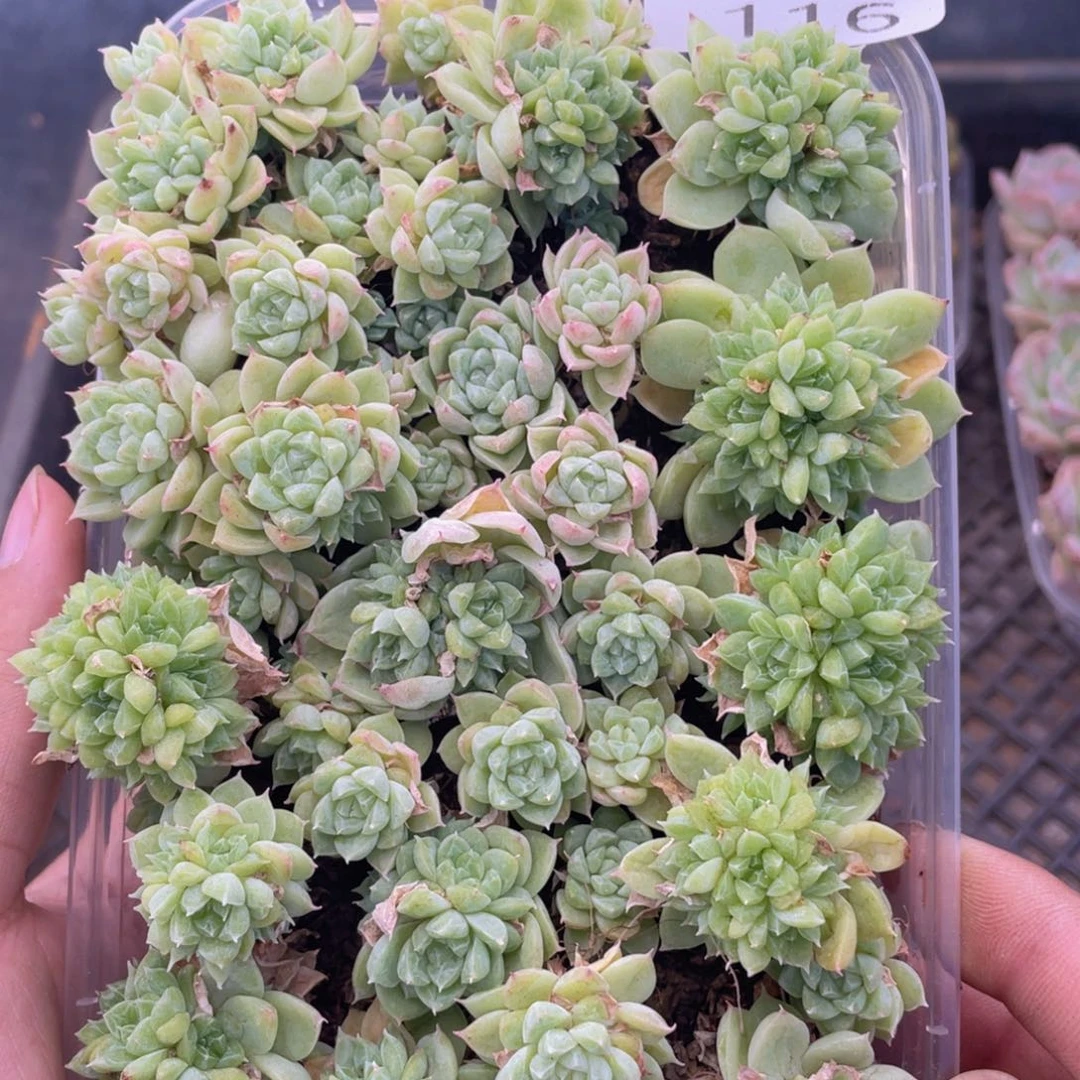 云糖心多肉植物116