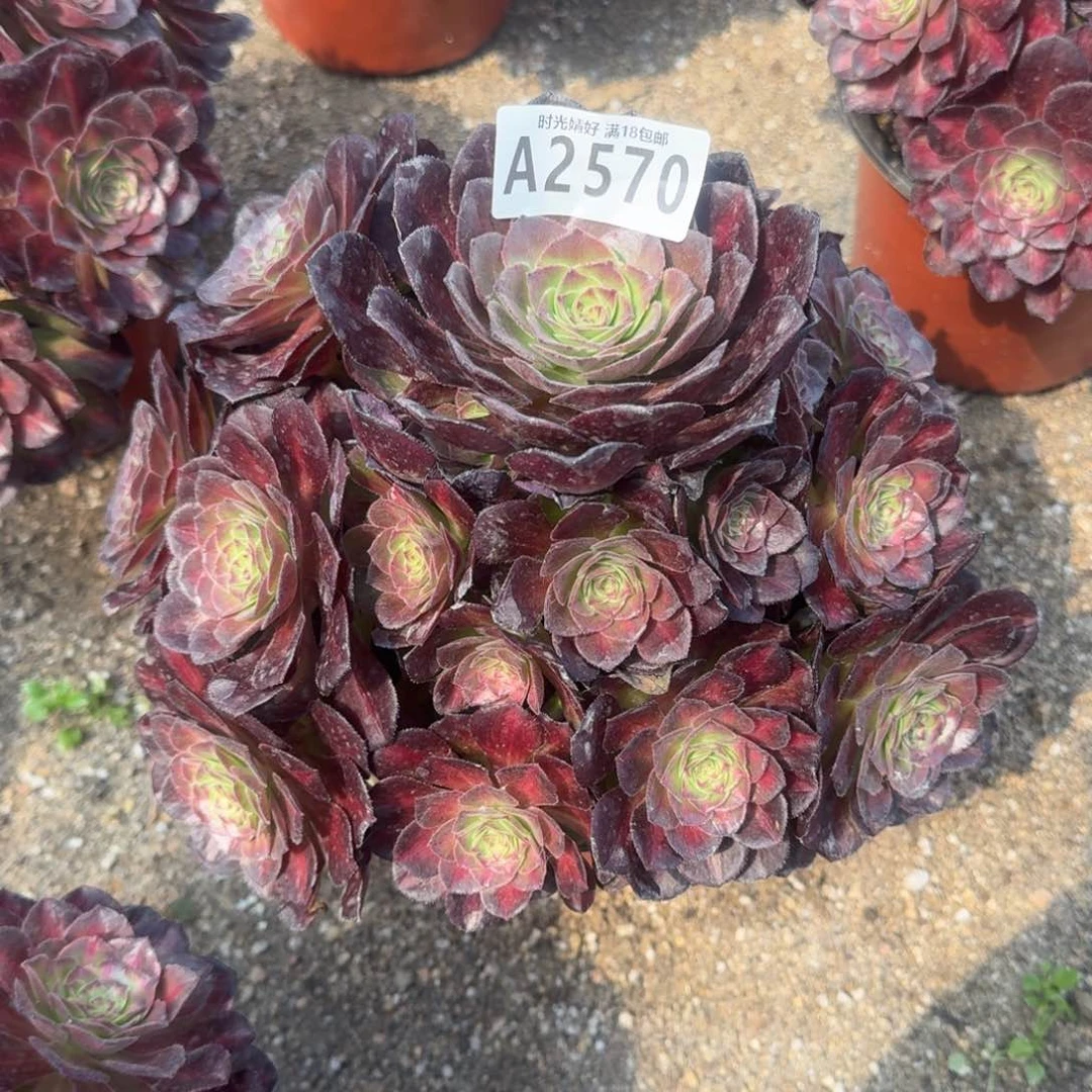 用****82570海王七彩多肉植物