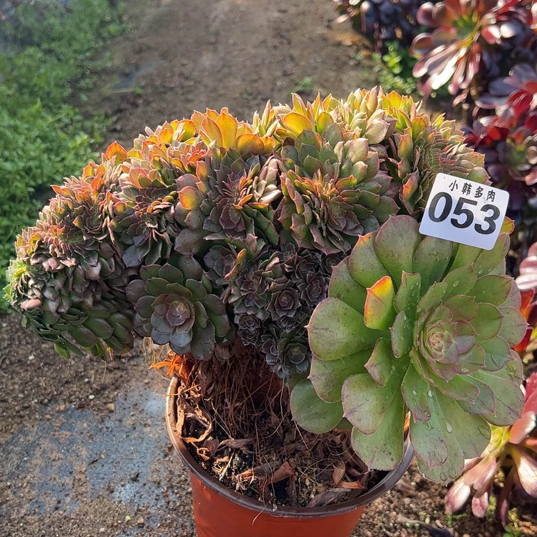 053万圣节缀化法师