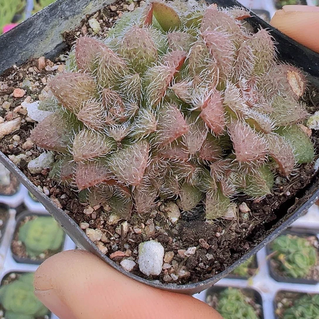 毛海星19包邮多肉