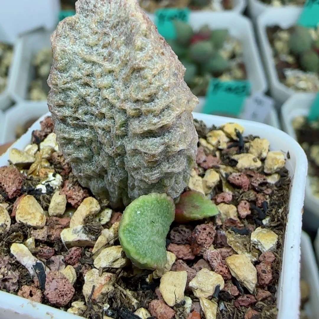 融化纹猪肝叶插，带盆发