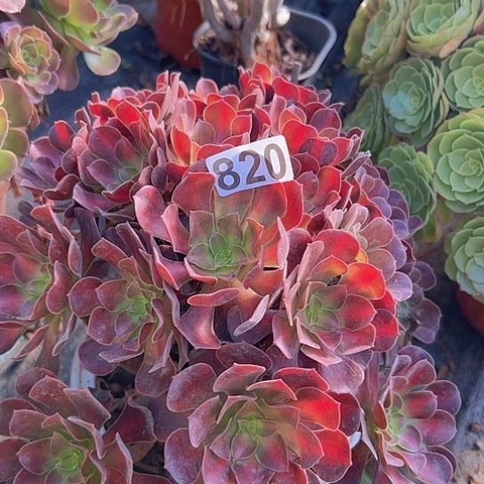 彩***虹多肉植物一个华那
