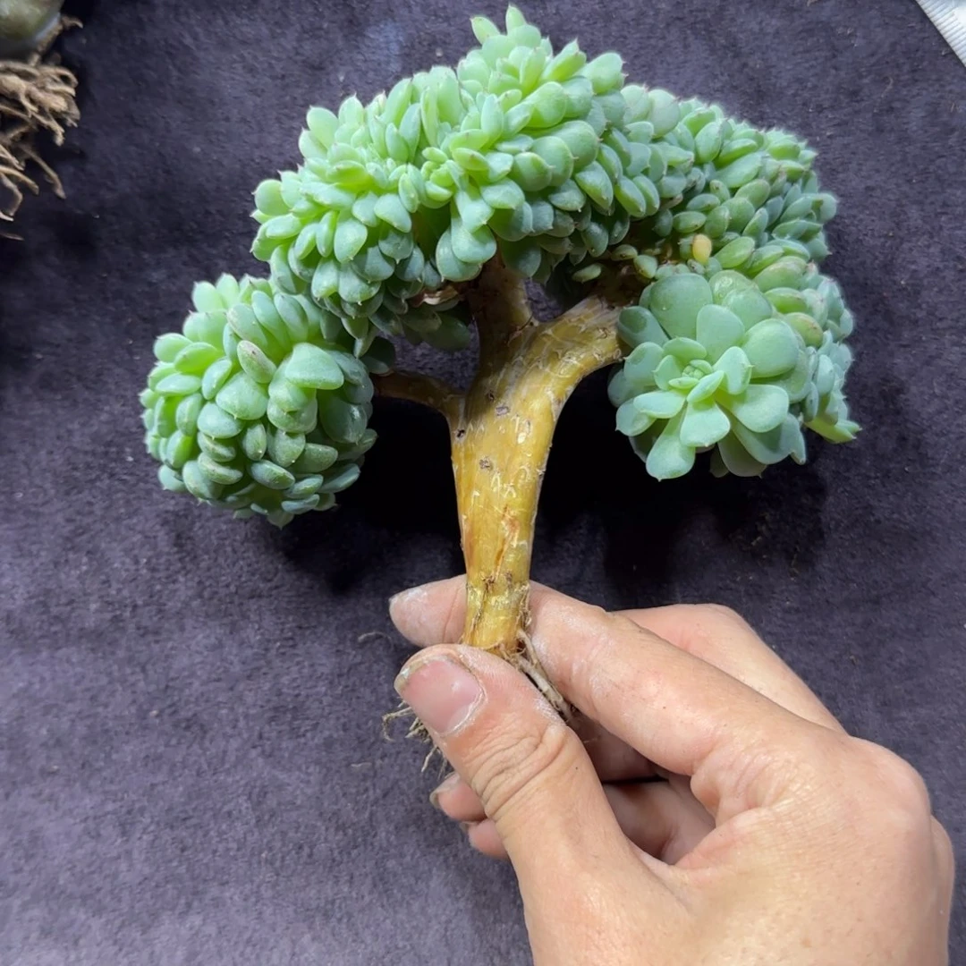 白胖子缀化一物一拍小树