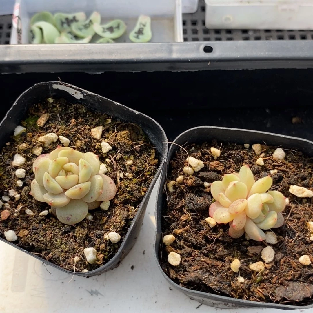 红恋苗一个多肉多肉