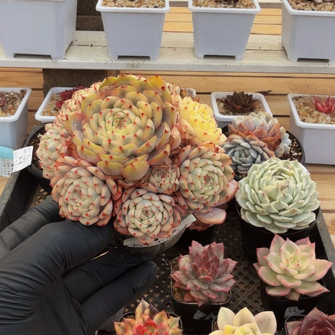 0103-14吉莲锦群生