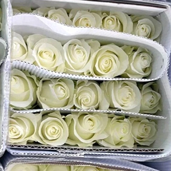 《骄傲》20支/把中通快递两单加冰运输云南基地直发水养家用鲜花