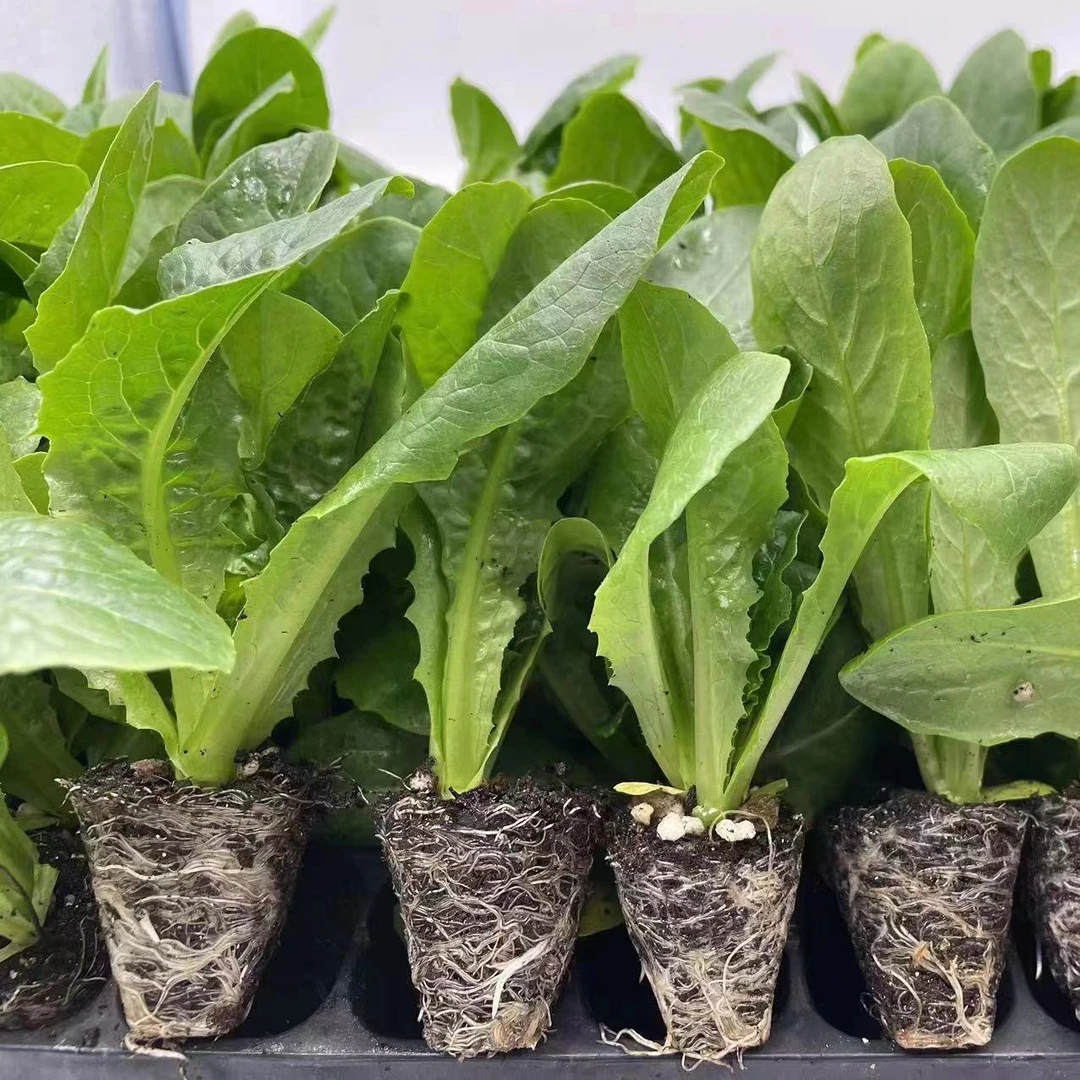 秋冬耐寒莴笋蔬菜苗带土发货适合阳台小院盆栽