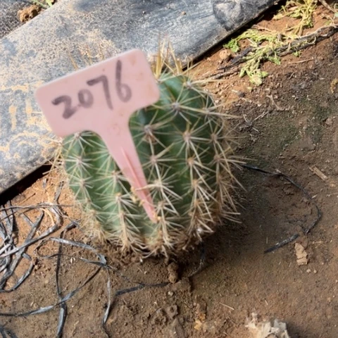 清清706毛花柱2076
