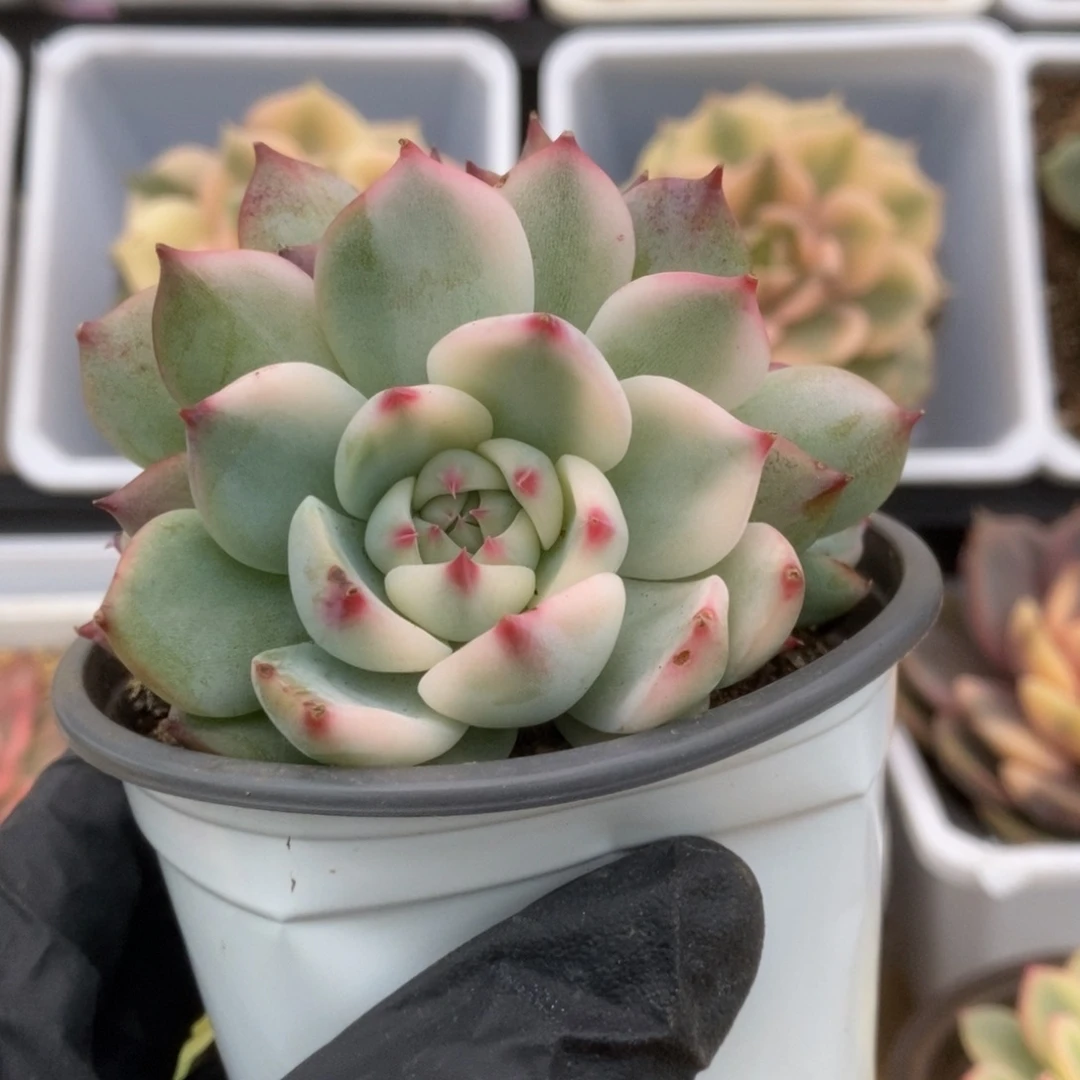 701锦锦锦锦锦锦锦锦