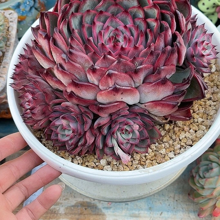 多肉植物一物一拍