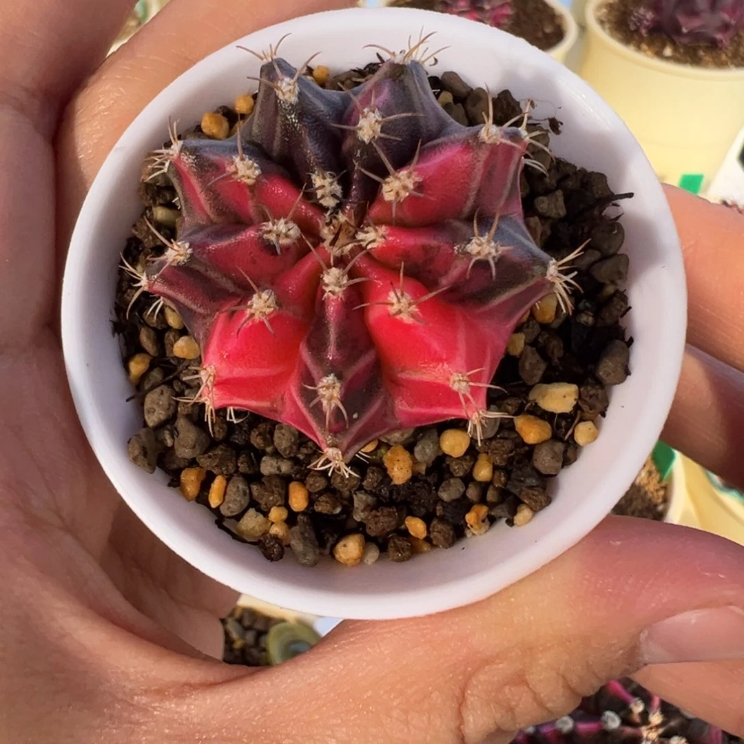 164 好看的米哈冲冲冲