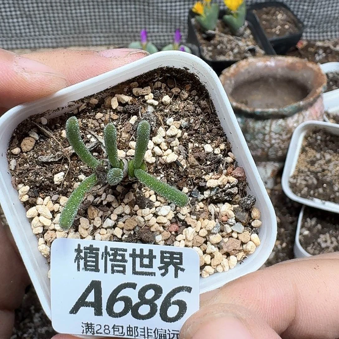 多肉植物的人生fgb