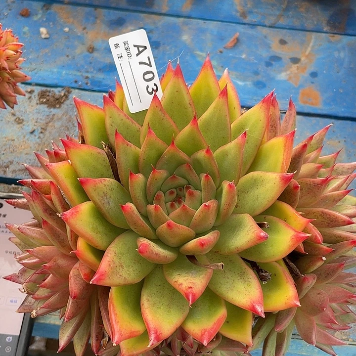 若如东云单拍A703