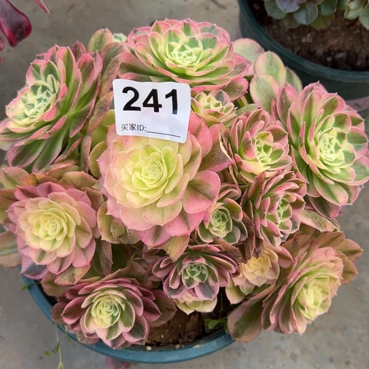 ?****子241玉资20厘米左右