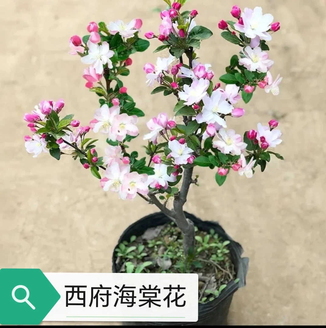 （西府海棠）粉色浓香型海棠花