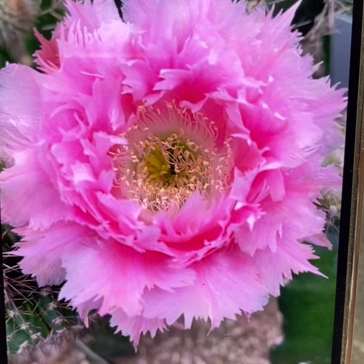 香香3号羽毛侧芽3公分左右