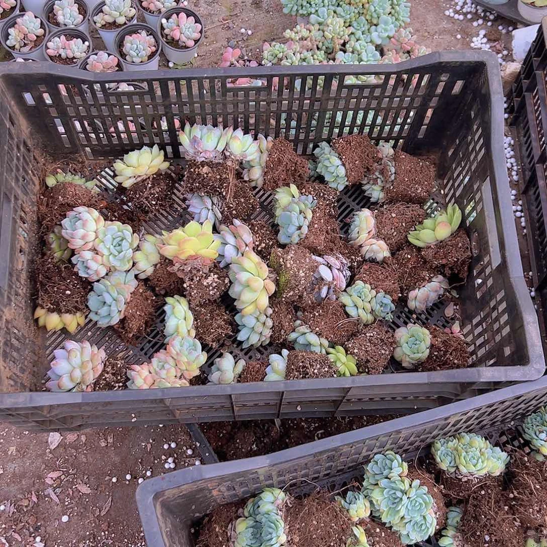 福利精品多肉7颗多肉