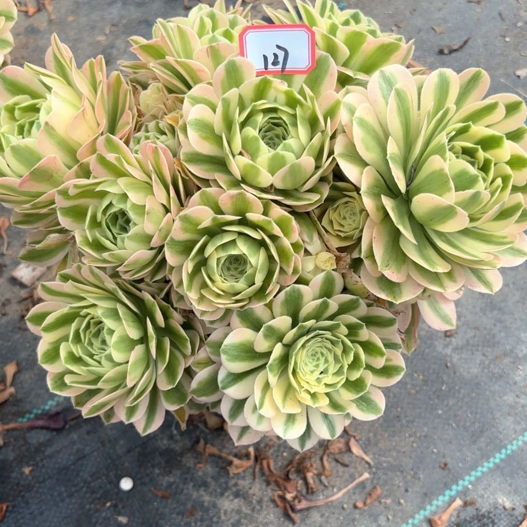 无花朵127迈巴赫朵朵多肉植物绿植