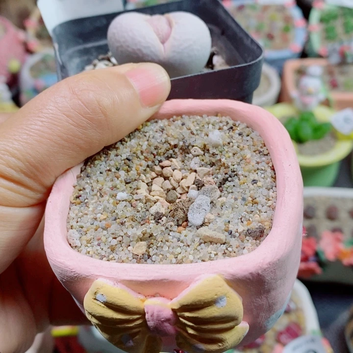 游***鱼生石花花花花花花花382