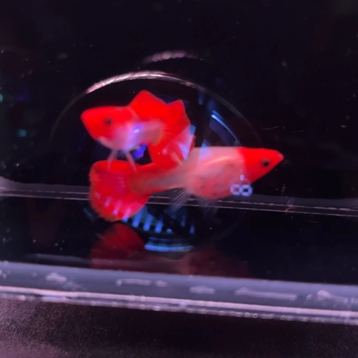 孔雀鱼深海蓝玻璃猫种鱼1对