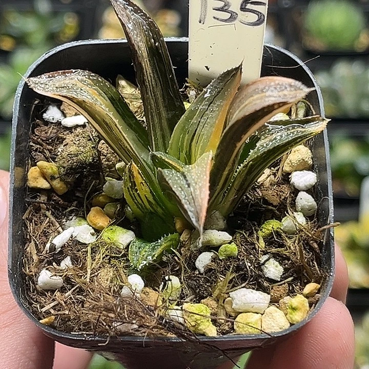 135双头芭提雅茜云锦