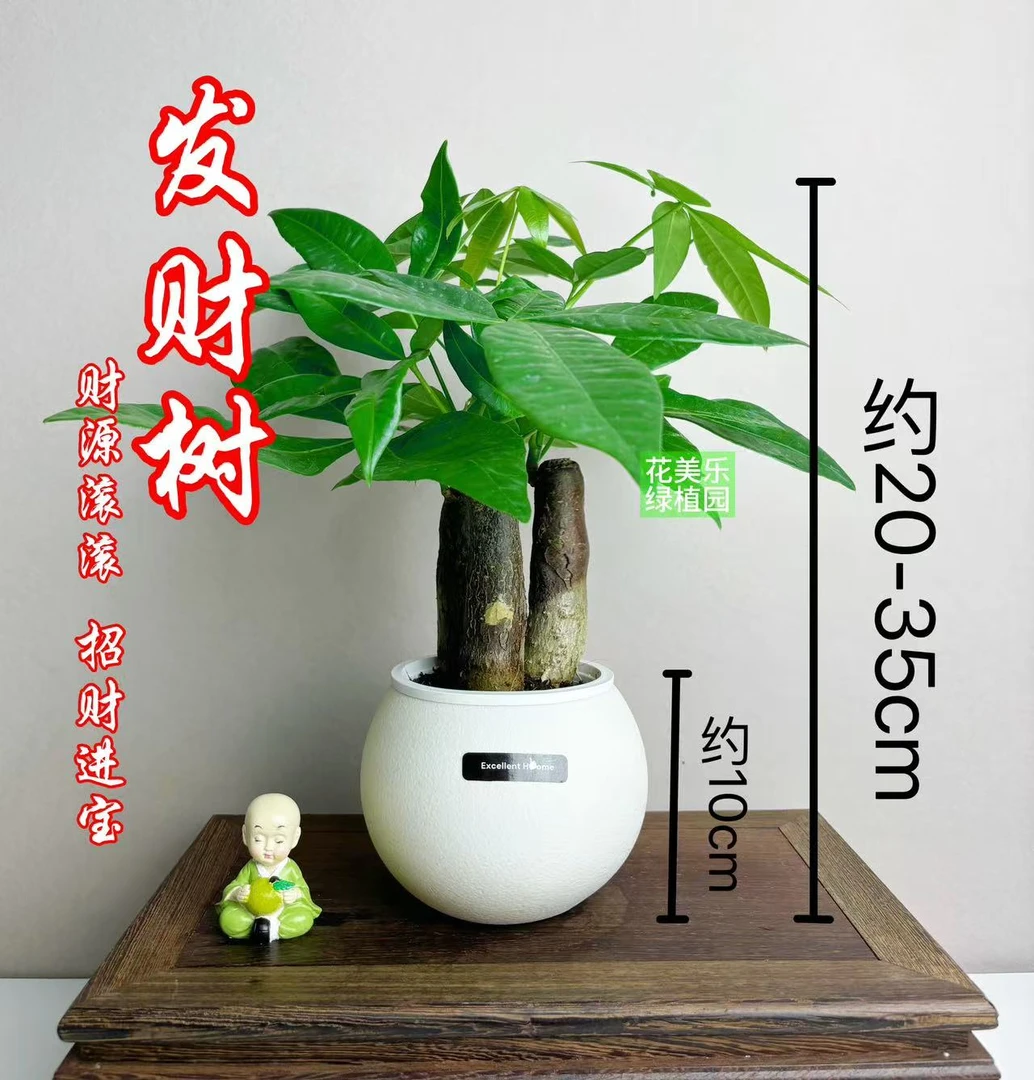 【三杆发财树】盆栽室内好养植物办公室桌面花卉绿植四季常绿易养活