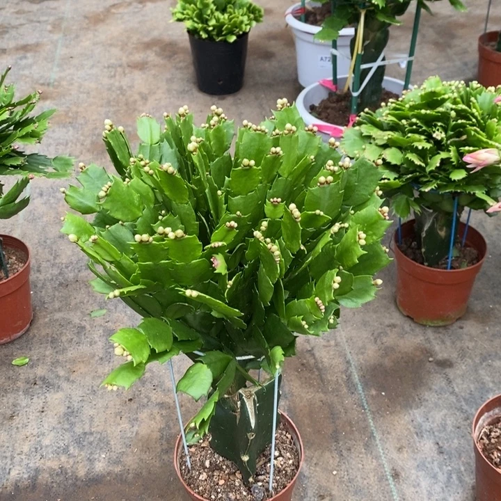 当前无花栽培后可以开花838嫁接海浪