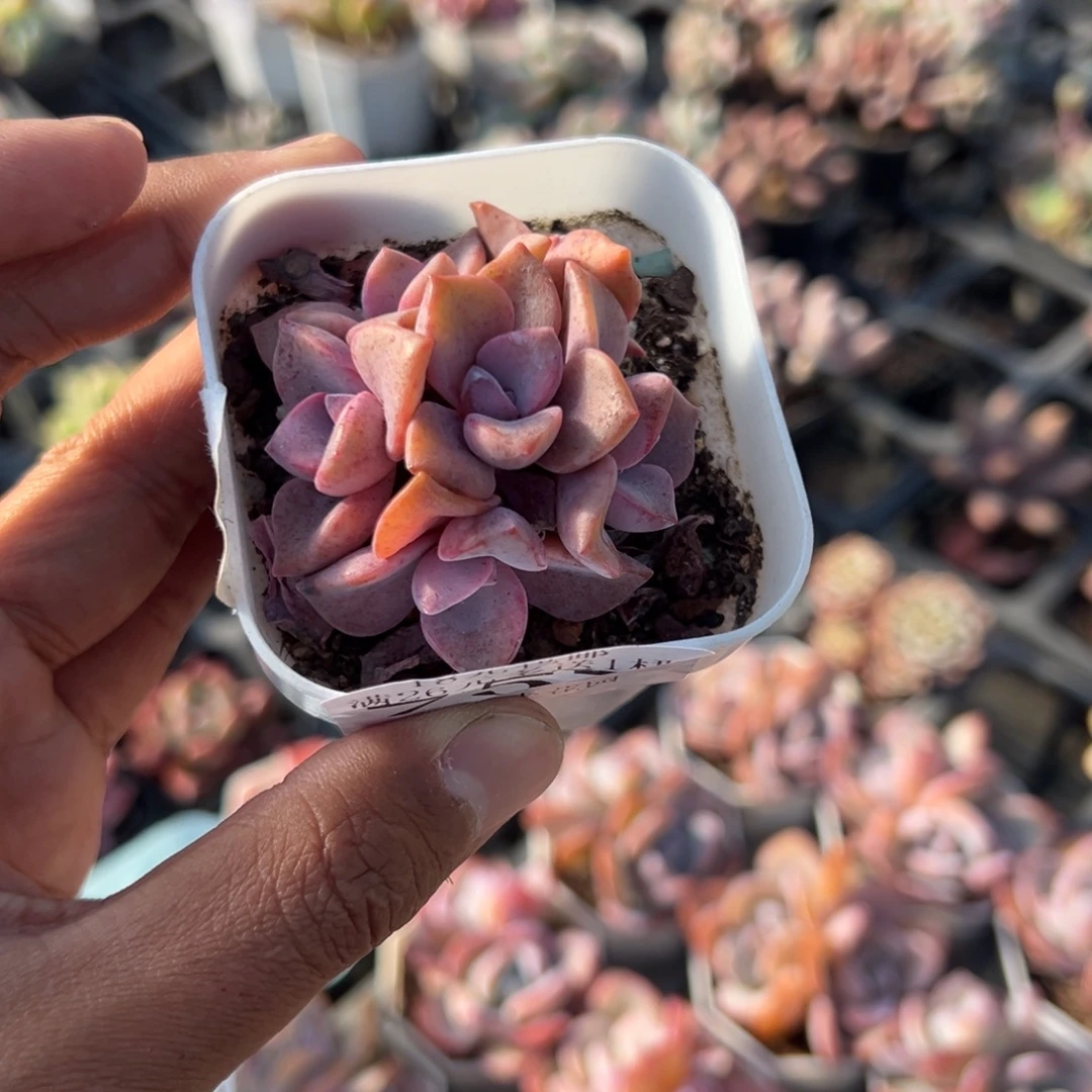 757号六头彩虹糖群一物一拍