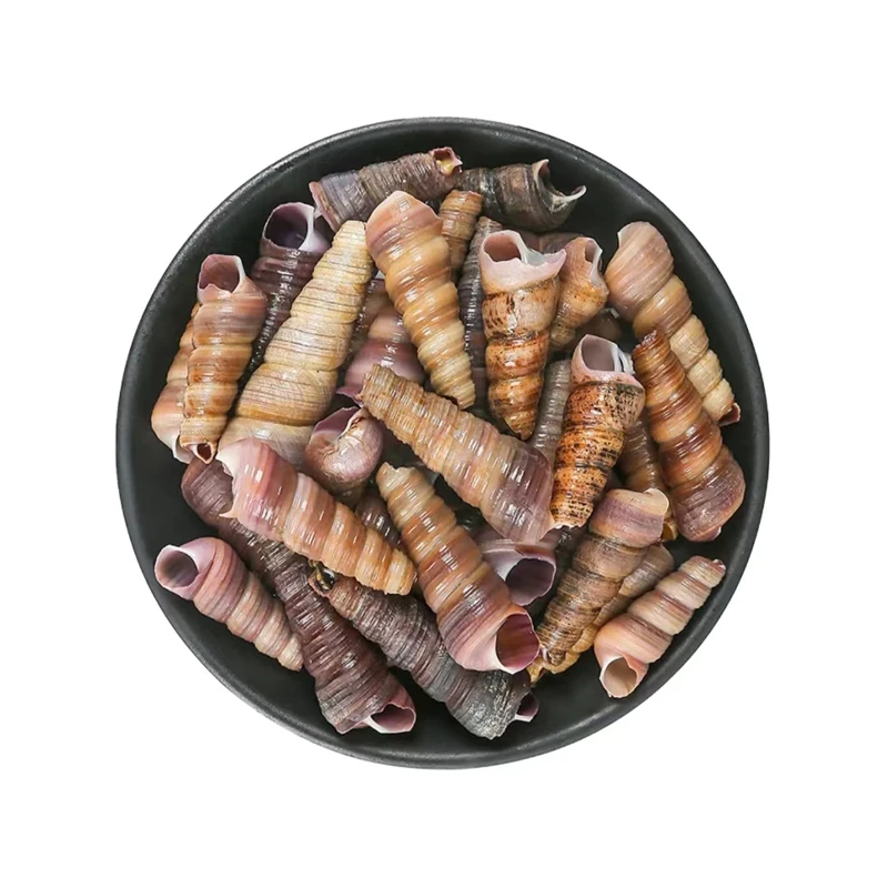 鲜活钉螺（散称）