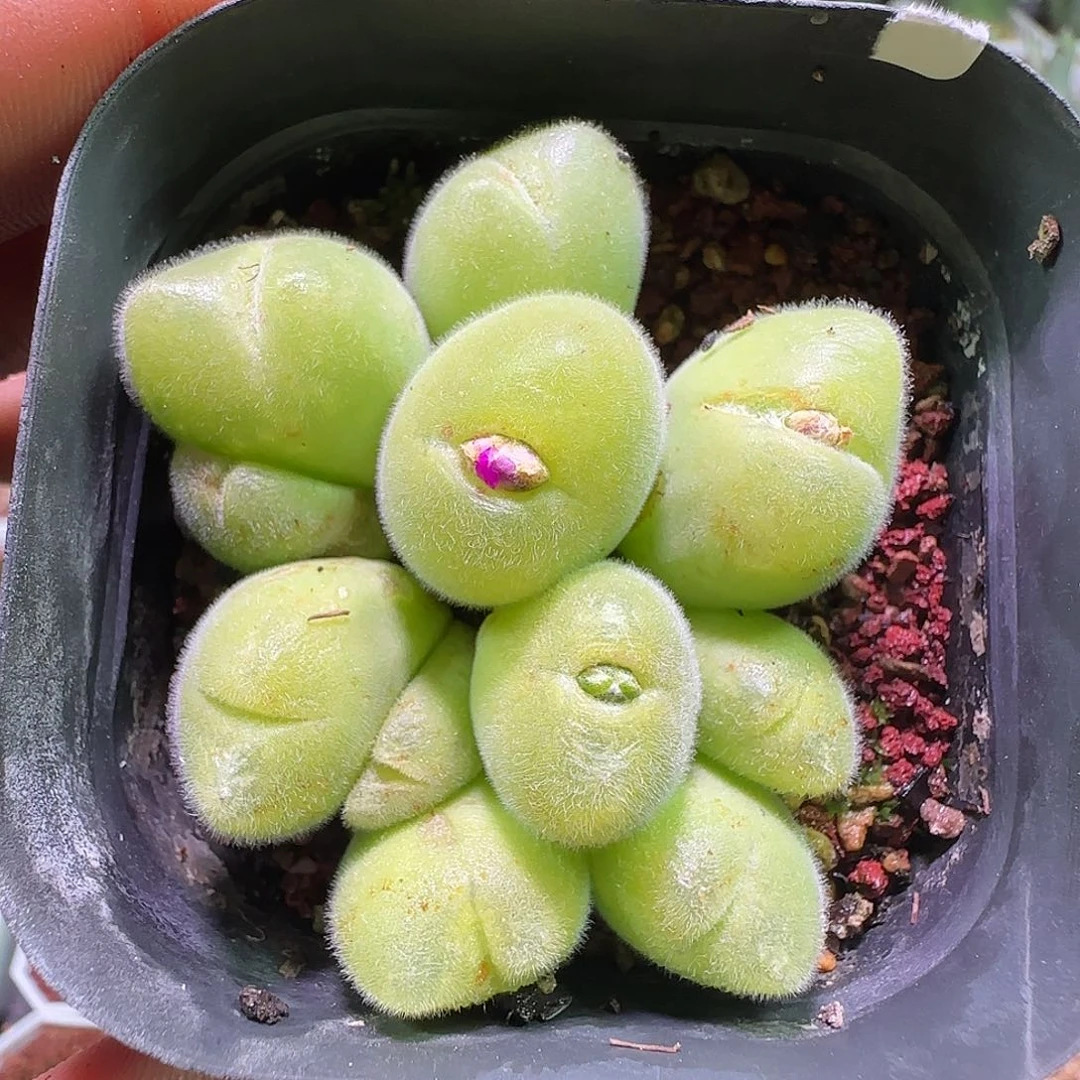 毛翠滴。                049