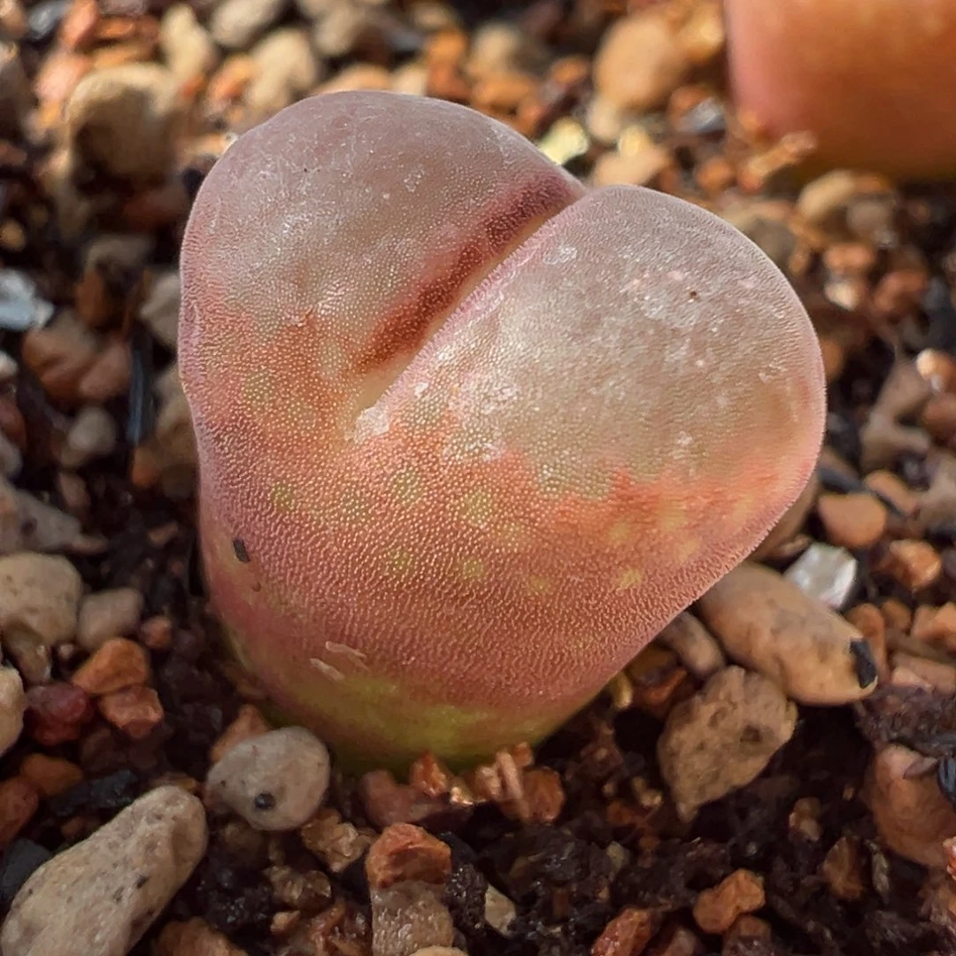 仙***.23km后代 多肉植物 多肉植物