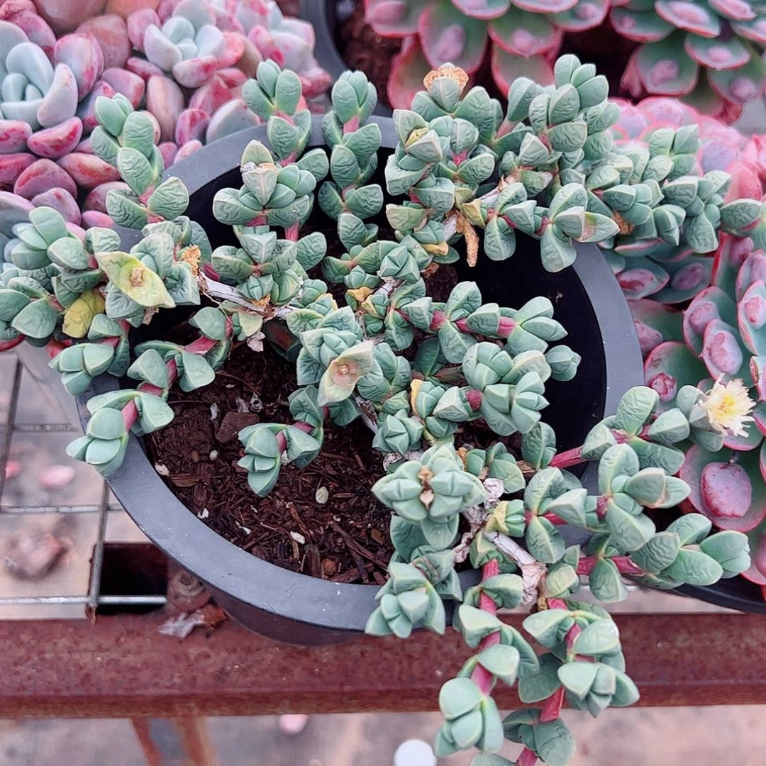 鹿角海棠多头群生老桩特价